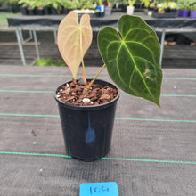 Load image into Gallery viewer, #104 Dark Anthurium Complex hybrid