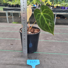 Load image into Gallery viewer, #104 Dark Anthurium Complex hybrid