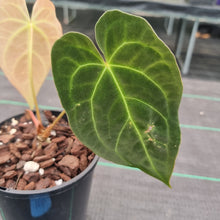 Load image into Gallery viewer, #104 Dark Anthurium Complex hybrid