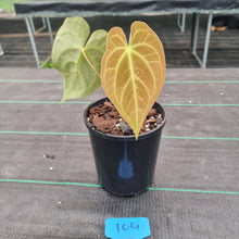 Load image into Gallery viewer, #104 Dark Anthurium Complex hybrid