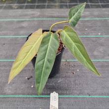 Load image into Gallery viewer, #18 Philodendron Maximum