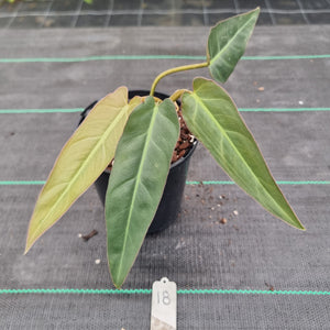 #18 Philodendron Maximum