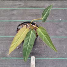 Load image into Gallery viewer, #18 Philodendron Maximum