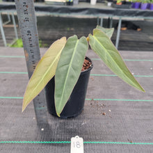 Load image into Gallery viewer, #18 Philodendron Maximum