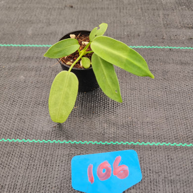 #106 Anthurium Warocqueanum Seedling