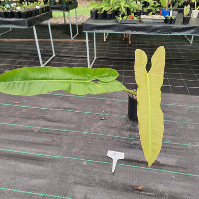 #Y Large Philodendron Atabapoense - Well Established Tip Cutting
