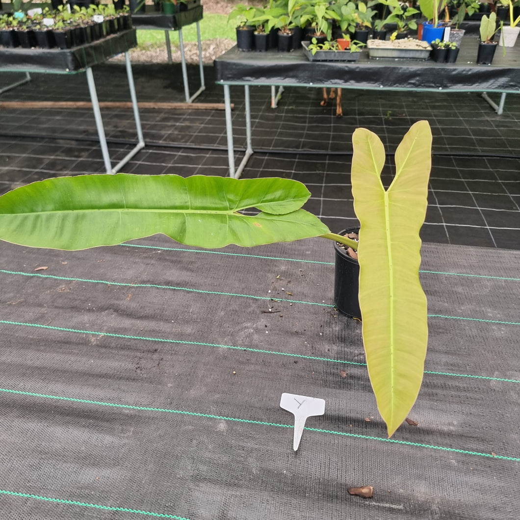 #Y Large Philodendron Atabapoense - Well Established Tip Cutting