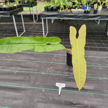 Load image into Gallery viewer, #Y Large Philodendron Atabapoense - Well Established Tip Cutting