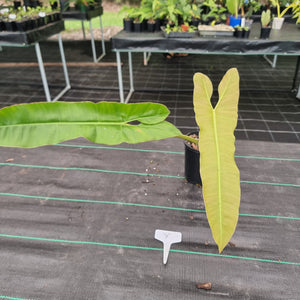 #Y Large Philodendron Atabapoense - Well Established Tip Cutting