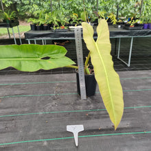 Load image into Gallery viewer, #Y Large Philodendron Atabapoense - Well Established Tip Cutting