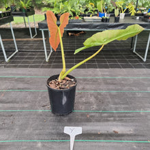 Load image into Gallery viewer, #Y Large Philodendron Atabapoense - Well Established Tip Cutting