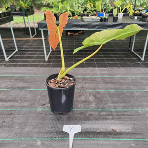 #Y Large Philodendron Atabapoense - Well Established Tip Cutting