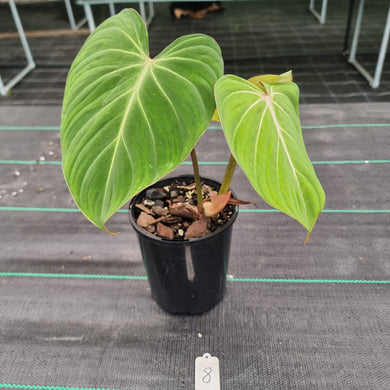 #8 Philodendron Gloriosum