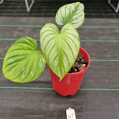 #47 Philodendron Silver Cloud