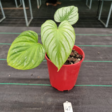Load image into Gallery viewer, #47 Philodendron Silver Cloud