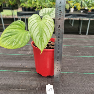 #47 Philodendron Silver Cloud