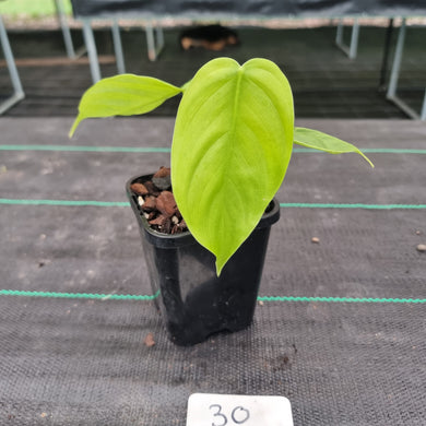 #30 Baby Philodendron Tenue