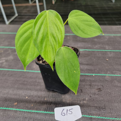 #615 Philodendron Eximium
