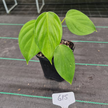 Load image into Gallery viewer, #615 Philodendron Eximium