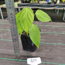 Load image into Gallery viewer, #615 Philodendron Eximium