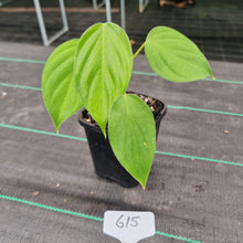Load image into Gallery viewer, #615 Philodendron Eximium
