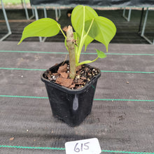 Load image into Gallery viewer, #615 Philodendron Eximium