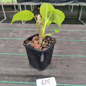 #615 Philodendron Eximium