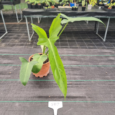#507 Philodendron Golden Dragon