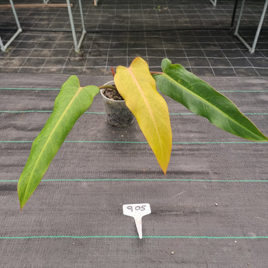 #905 Philodendron Autumn Queen