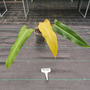 #905 Philodendron Autumn Queen