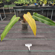Load image into Gallery viewer, #905 Philodendron Autumn Queen