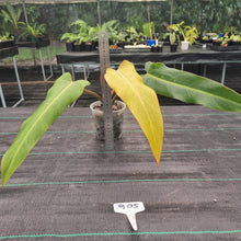 Load image into Gallery viewer, #905 Philodendron Autumn Queen