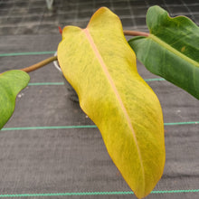 Load image into Gallery viewer, #905 Philodendron Autumn Queen