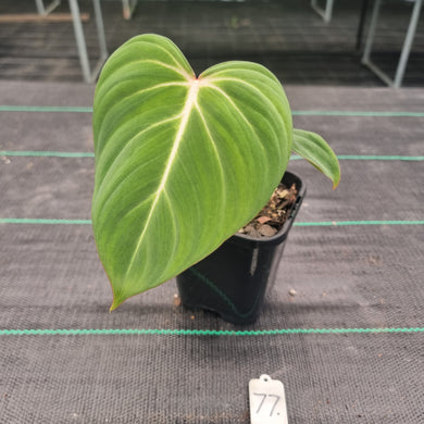 #77 Philodendron Gloriosum