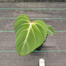 Load image into Gallery viewer, #77 Philodendron Gloriosum