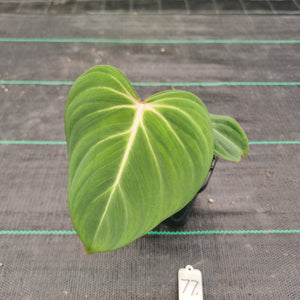 #77 Philodendron Gloriosum