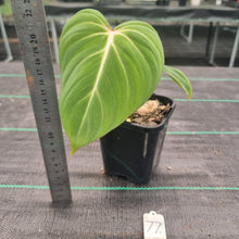Load image into Gallery viewer, #77 Philodendron Gloriosum
