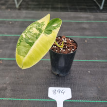 Load image into Gallery viewer, #894 Variegated Philodendron Burle Marx - Rooted tip cutting