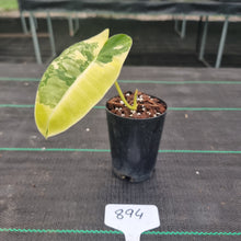 Load image into Gallery viewer, #894 Variegated Philodendron Burle Marx - Rooted tip cutting