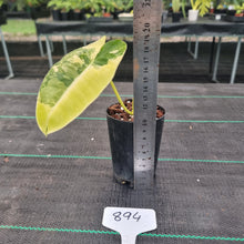 Load image into Gallery viewer, #894 Variegated Philodendron Burle Marx - Rooted tip cutting