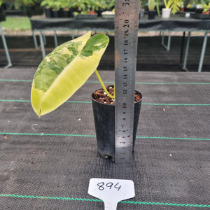 #894 Variegated Philodendron Burle Marx - Rooted tip cutting