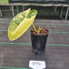 Load image into Gallery viewer, #894 Variegated Philodendron Burle Marx - Rooted tip cutting