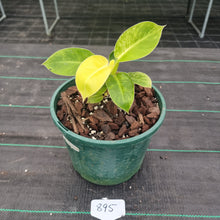 Load image into Gallery viewer, #895 Variegated Philodendron Moonlight