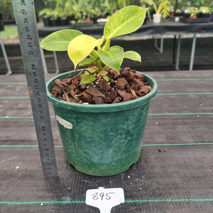 #895 Variegated Philodendron Moonlight