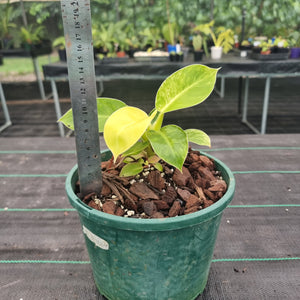 #895 Variegated Philodendron Moonlight