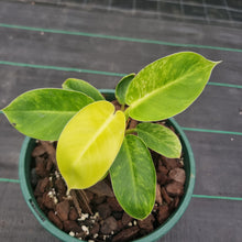 Load image into Gallery viewer, #895 Variegated Philodendron Moonlight