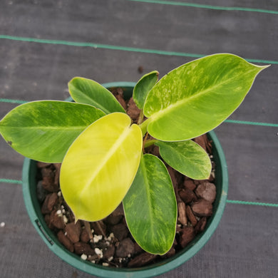 #895 Variegated Philodendron Moonlight