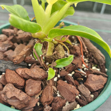 Load image into Gallery viewer, #895 Variegated Philodendron Moonlight