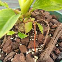 Load image into Gallery viewer, #895 Variegated Philodendron Moonlight