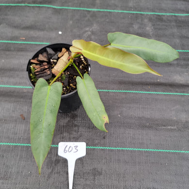 #603 Philodendron Atabapoense